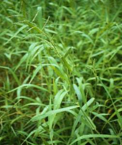 Brachiaria mutica (Para grass)