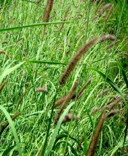 Cenchrus ciliaris (Buffel grass)