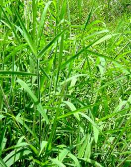Melinis minutiflora (Molasses grass)
