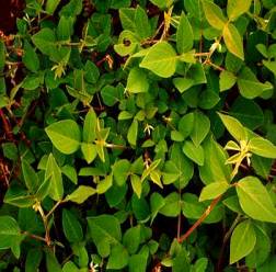 Desmodium intortum (Green leaf)