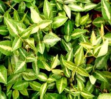 Desmodium uncinatum (Silver leaf)