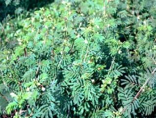 Desmanthus (shrub) 