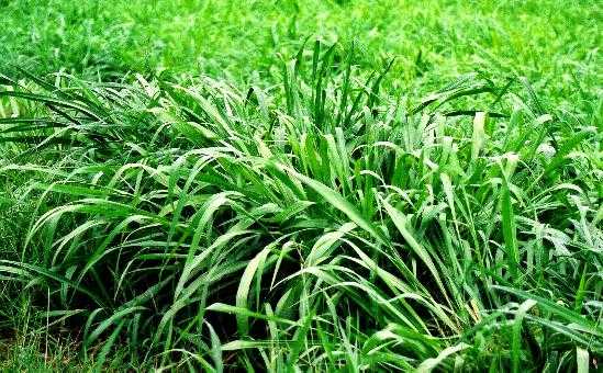 Panicum maximum (Guinea grass)