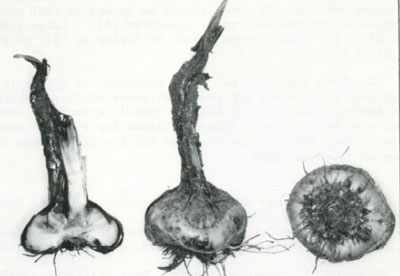 Small black structures (sclerotia)<br>
are embedded in dead tissue.