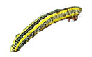 Zebra caterpillar, Melanchra picta