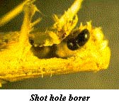 shot hole borer