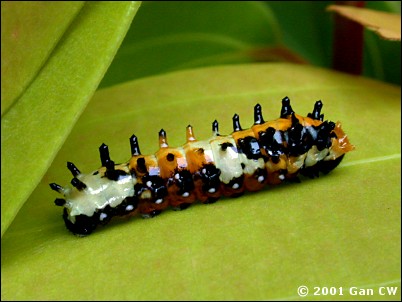 catterpillar
