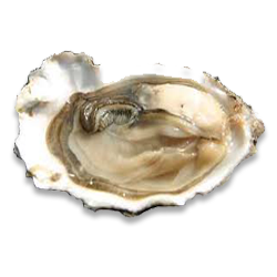 Edible Oysters