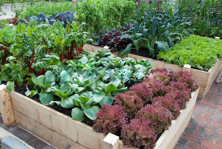 Kitchen Garden