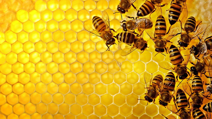 Apiculture