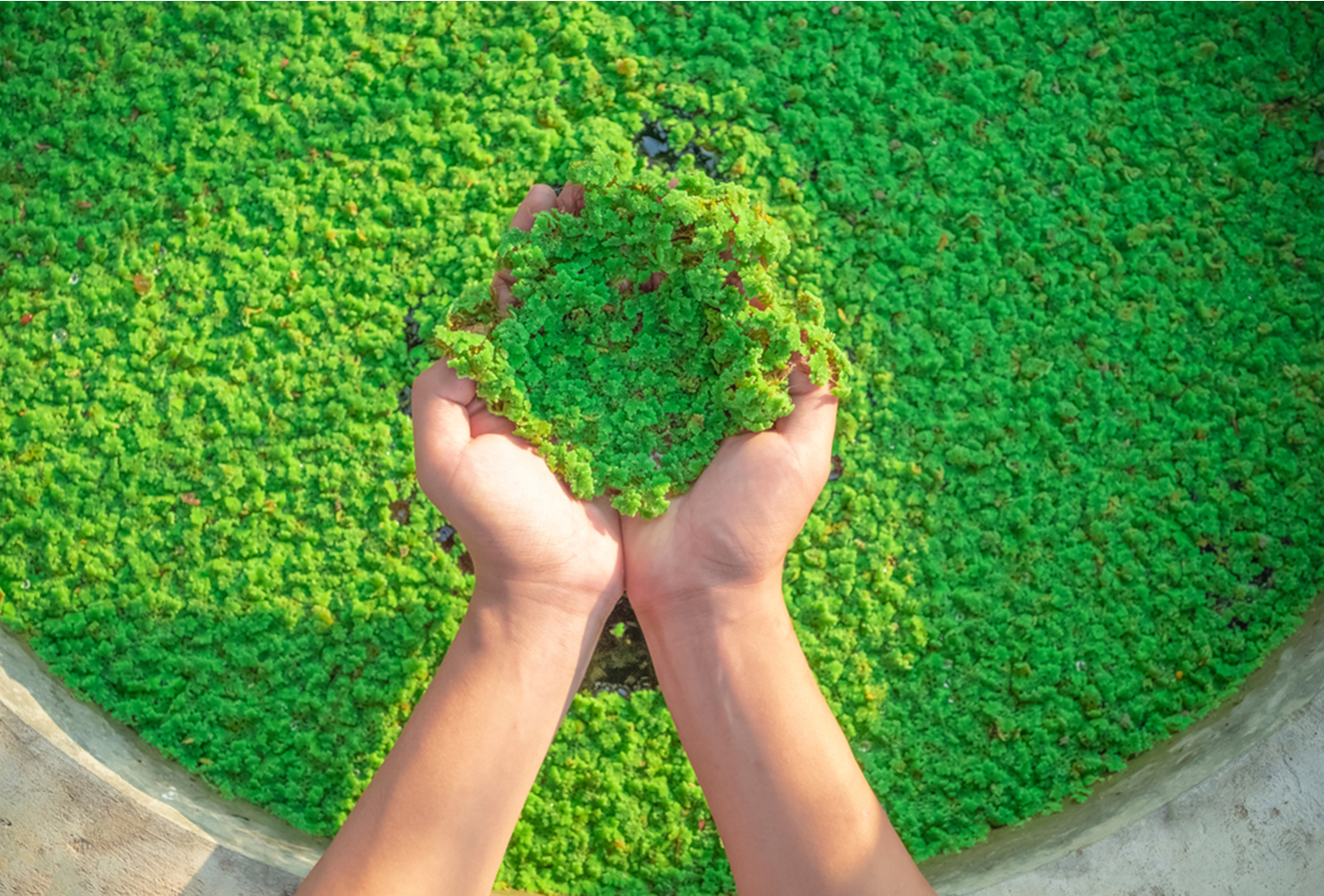Azolla