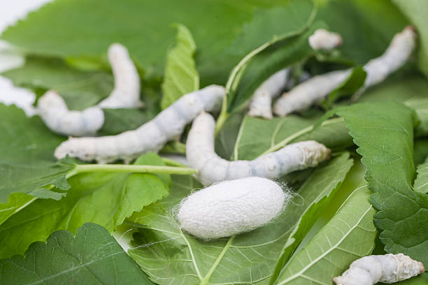 Sericulture