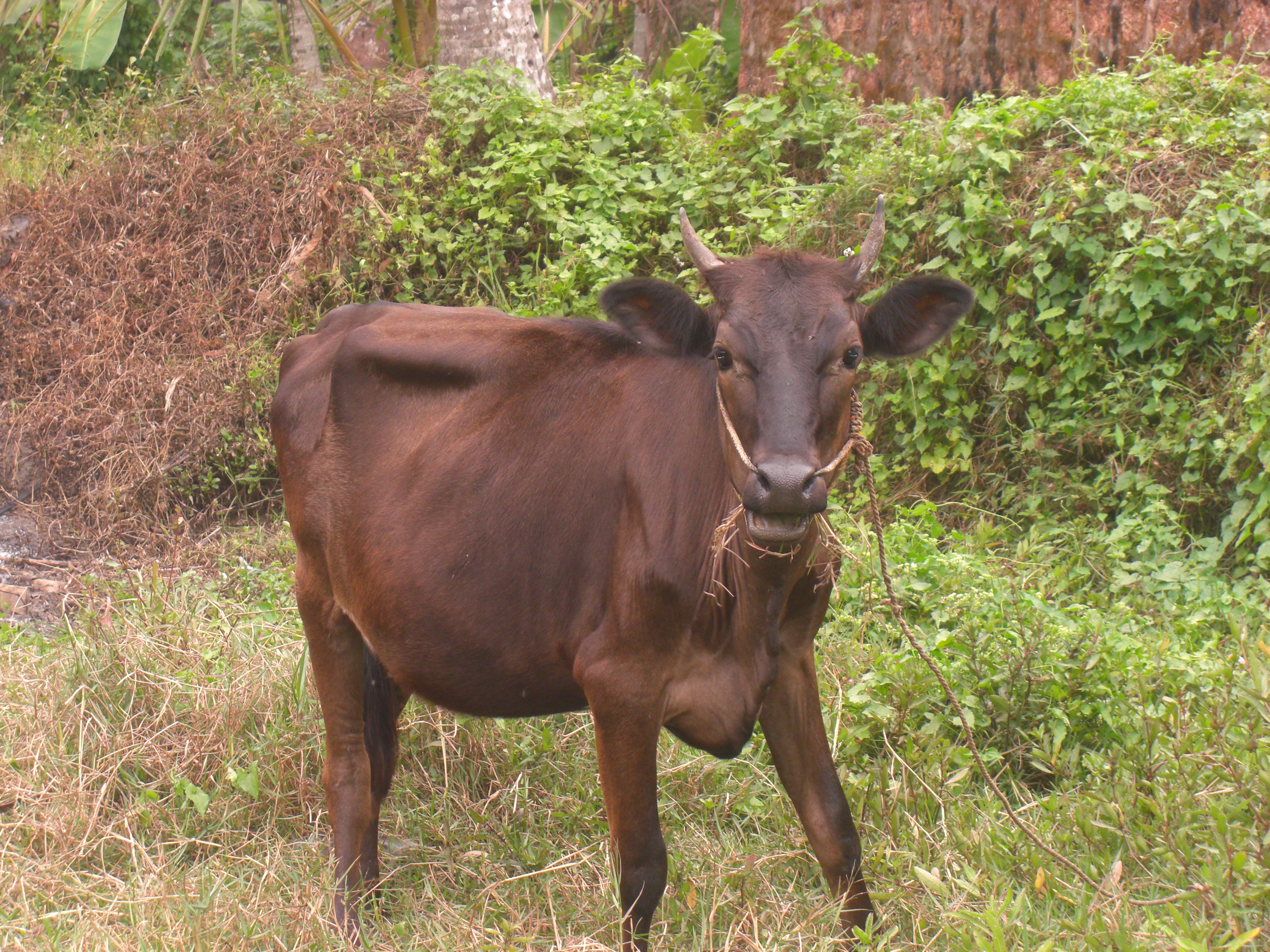 Cattle