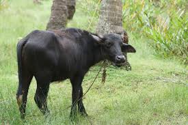 Buffalo