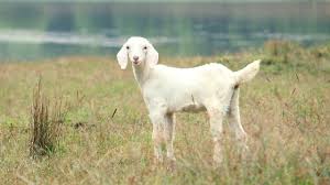 Goat