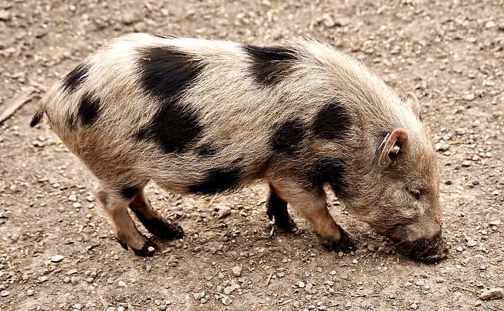 Pig