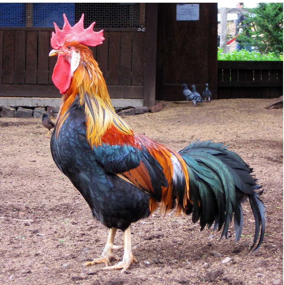Chicken