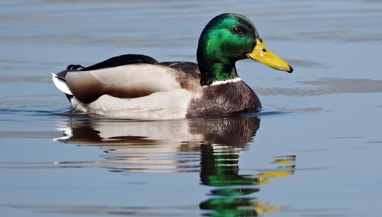 Duck