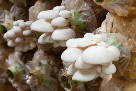 Mushroom Cultivation