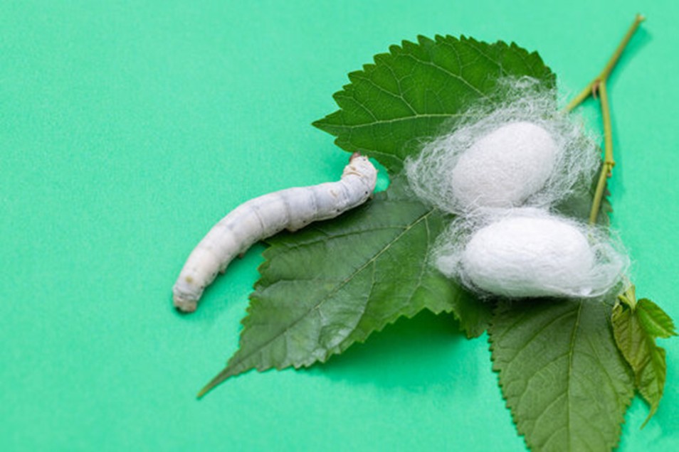 Sericulture