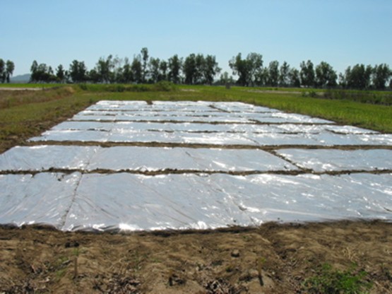Soil Solarization