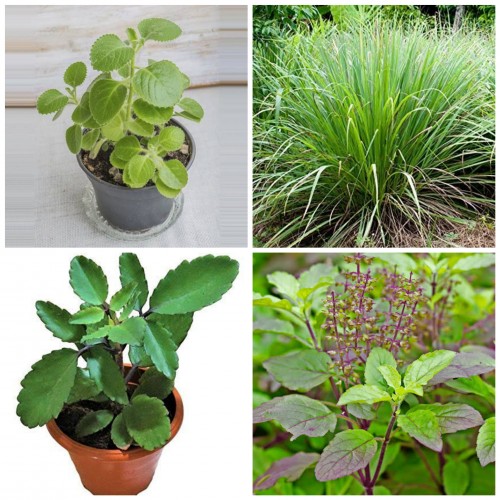 Medicinal Plants