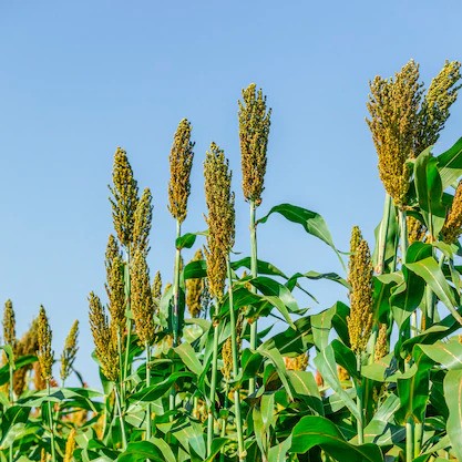 Sorghum