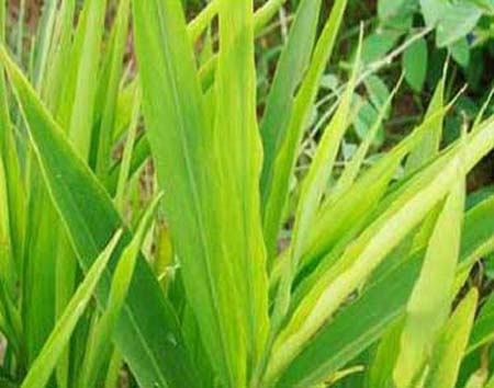 KAU Agri Infotech Portal