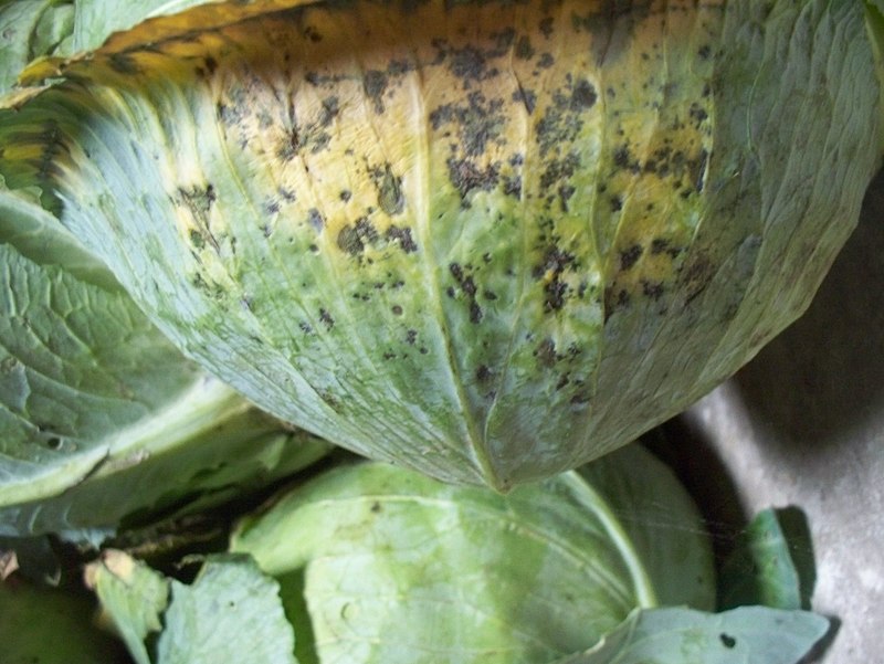 KAU Agri Infotech Portal