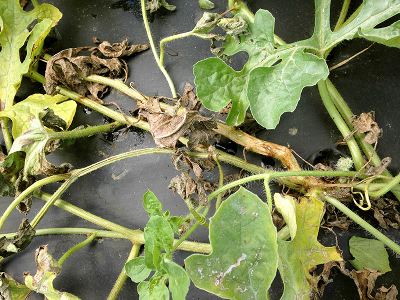 Marginal Necrosis KAU Agri Infotech Portal