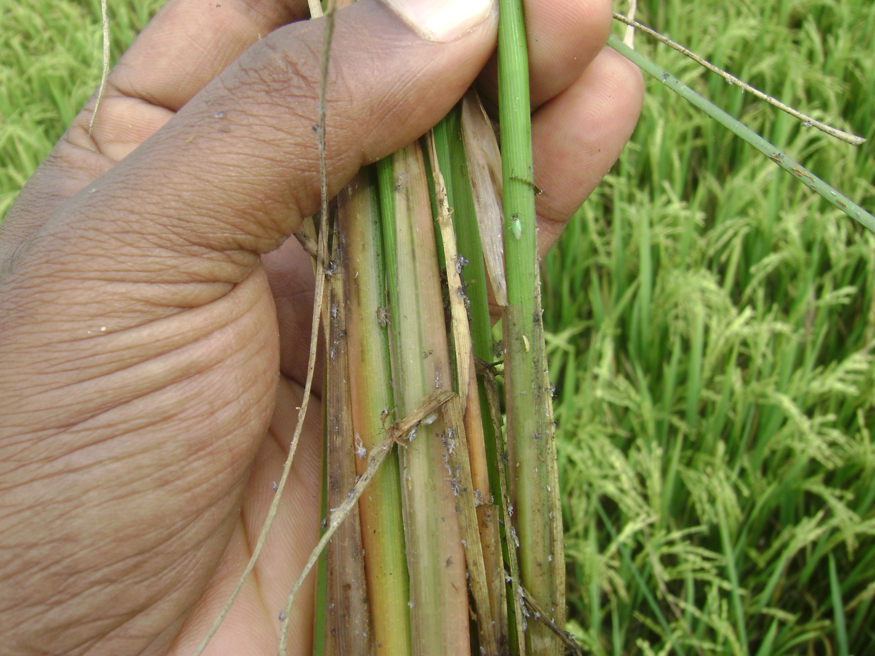 KAU Agri Infotech Portal