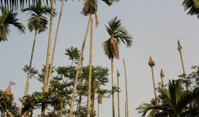 KAU Agri Infotech Portal