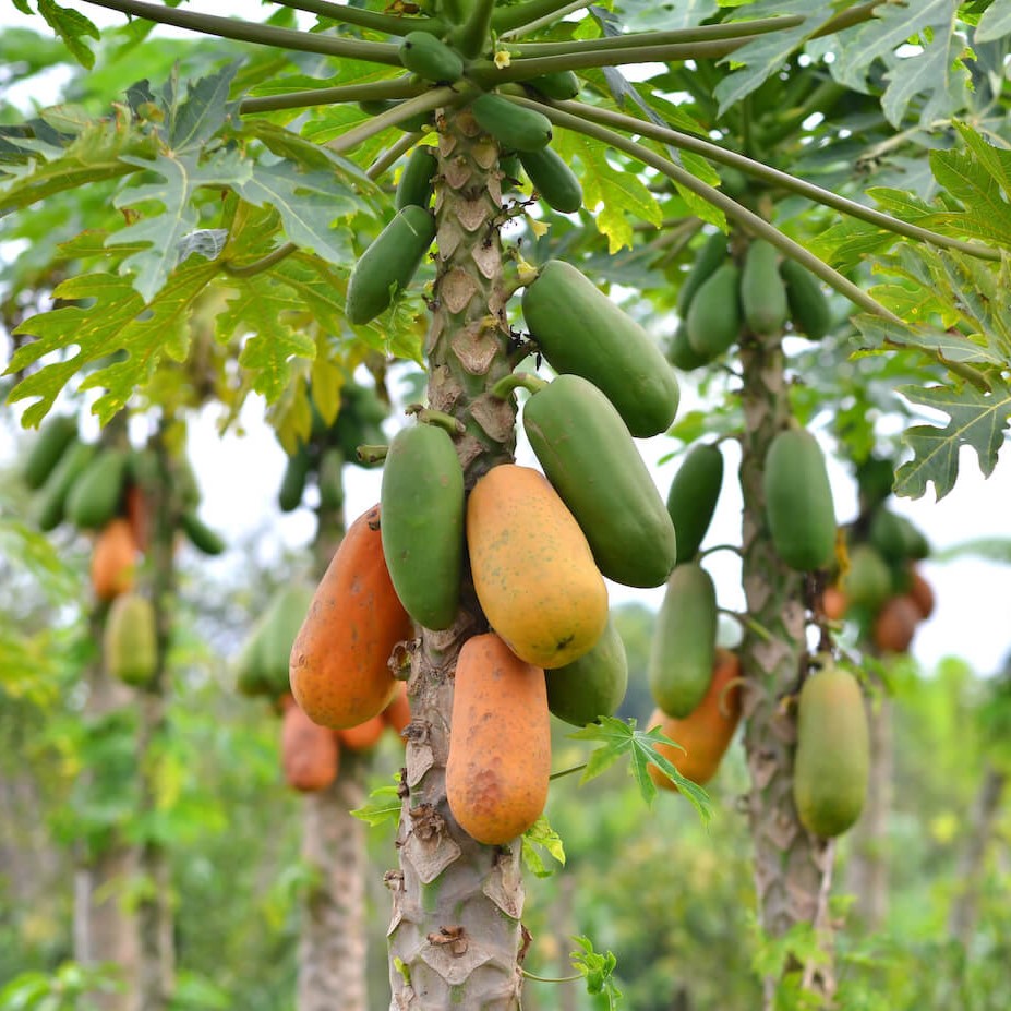 Papaya
