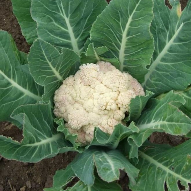 Vegetables