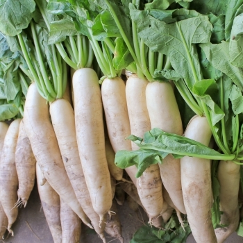 Vegetables