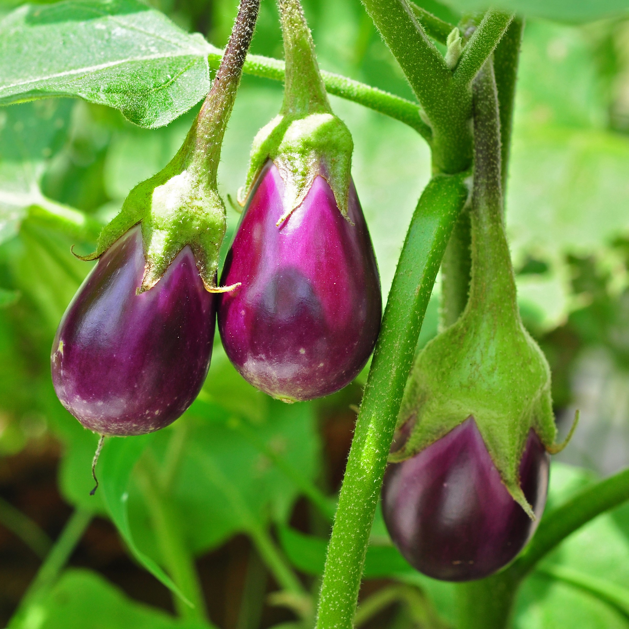 Vegetables