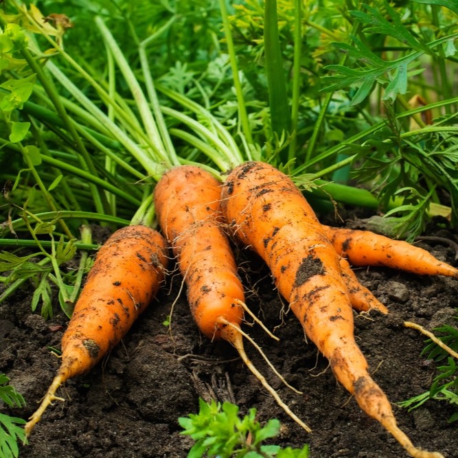 Vegetables