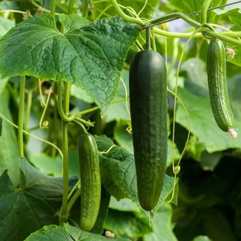 Vegetables