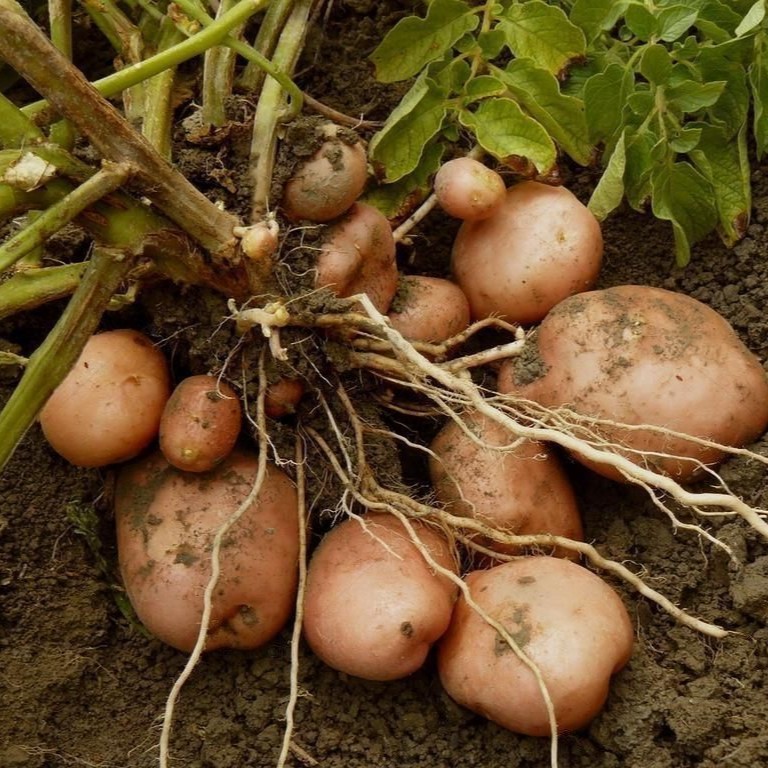 Vegetables