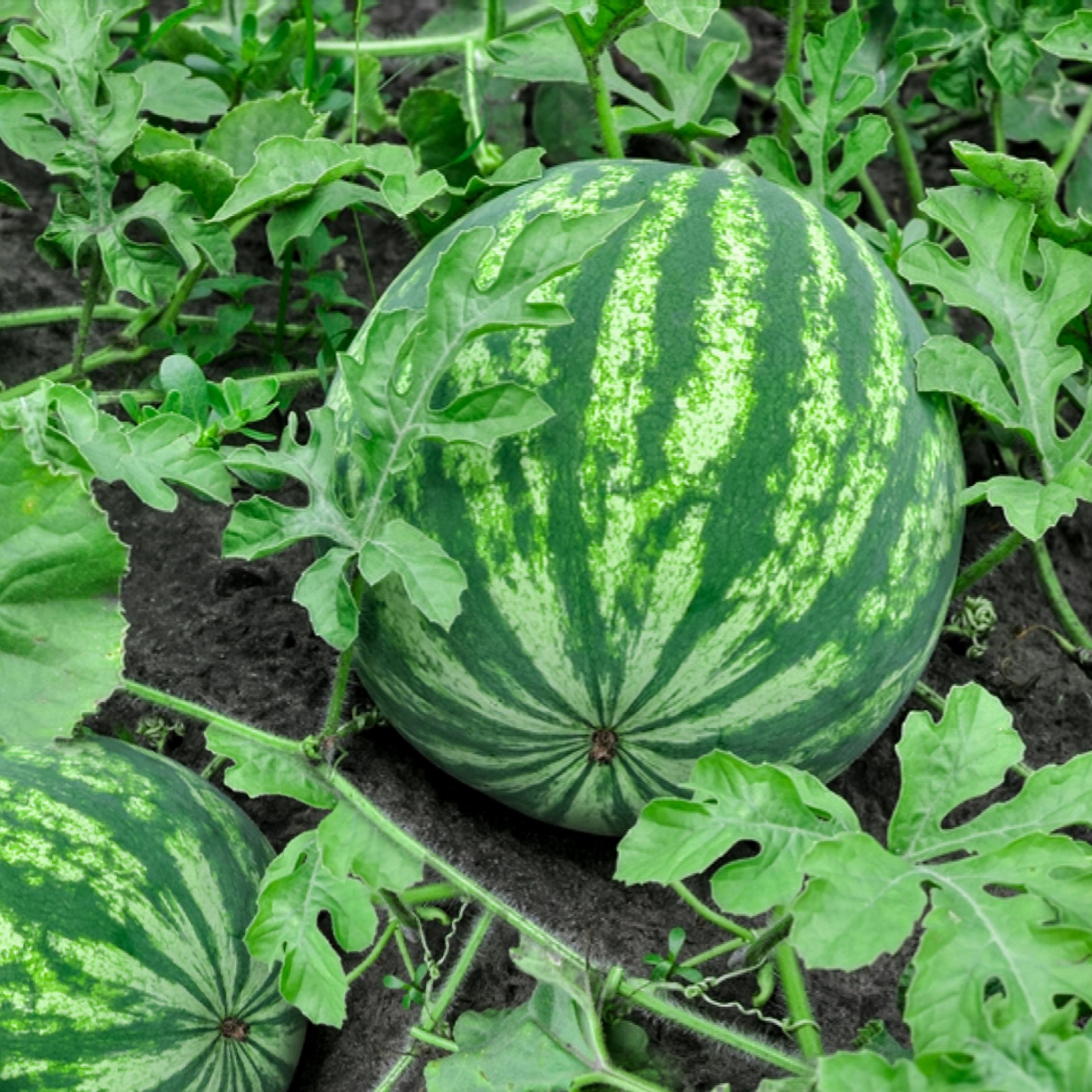 Vegetables
